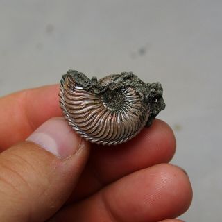 29mm Cardioceras sp.  Pyrite Ammonite Fossils Callovian Fossilien Russia 3