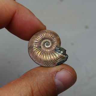 28mm Quenstedtoceras Pyrite Ammonite Fossils Callovian Fossilien Russia pendant 5