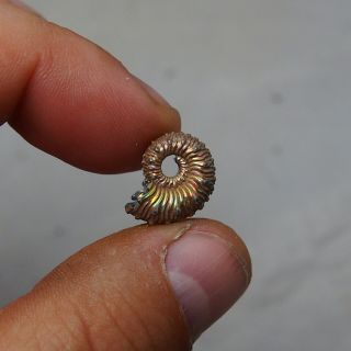 16mm Kosmoceras Pyrite Ammonite Fossils Callovian Fossilien Russia 2