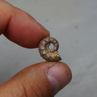 16mm Kosmoceras Pyrite Ammonite Fossils Callovian Fossilien Russia 4