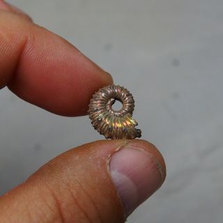 16mm Kosmoceras Pyrite Ammonite Fossils Callovian Fossilien Russia 5