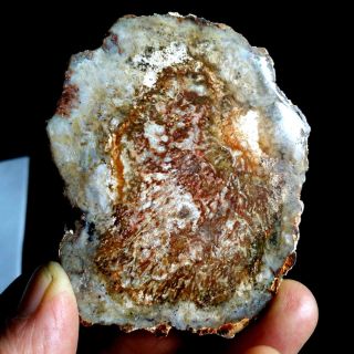118.  2g Petrified Wood Slab Polished Fossil Specimen - Madagascar