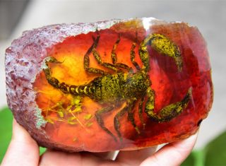 Made By Hand Amber Decorative Furnishing Articles - Scorpion