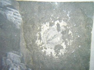Fossil Mini Trilobite 10x8 Mm 44 Gram In Plastic Box