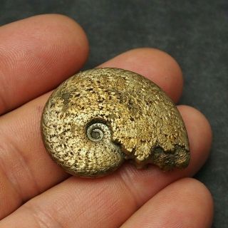 38mm Osperlioceras Ammonite Pyrite Mineral Fossil Fossilien Ammoniten France