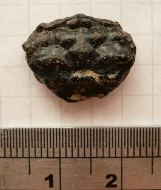 Fossil Crab,  Glyphthyreus Wetherelli,  Eocene,  London Clay,  Isle Of Sheppey,  Uk
