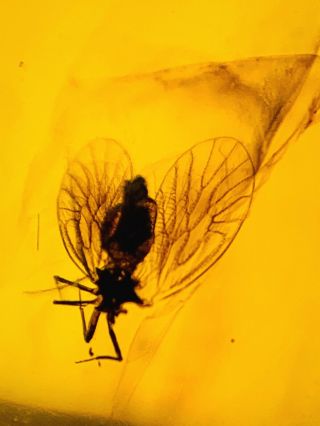 1166 - Neuroptera In Fossil Burmite Insect Amber Cretaceous Dinosaur Period 3