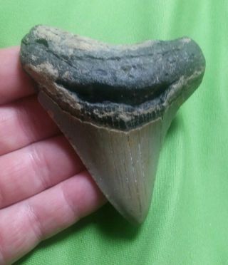 Huge " 3.  35 Megalodon Shark Tooth Teeth Extinct Fossil Meg Scuba Diver Direct 5