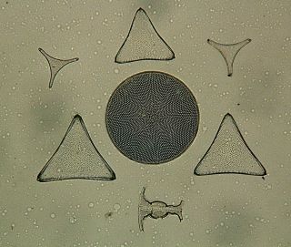 Antique Microscope Slide.  H.  W.  H.  Darlaston.  Diatoms From Fur.  Jutland.  8 Species.