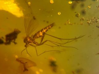 Diptera Mosquito Fly Burmite Myanmar Amber Insect Fossil Dinosaur Age