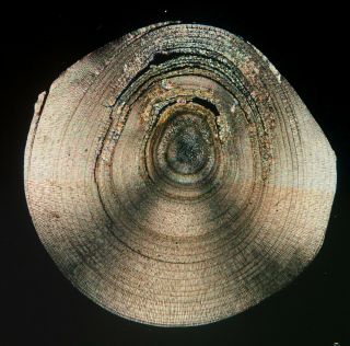 Antique Microscope Slide.  " Section Of Pearl ".