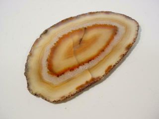 NobleSpirit {3970}Beautiful Selection of Agate Slices 4
