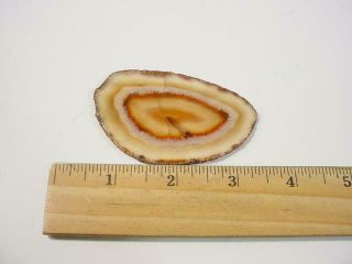 NobleSpirit {3970}Beautiful Selection of Agate Slices 6
