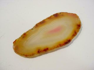 NobleSpirit {3970}Beautiful Selection of Agate Slices 7