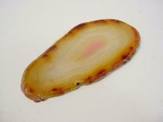 NobleSpirit {3970}Beautiful Selection of Agate Slices 8