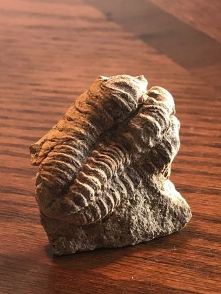 Trilobite American Bug Fossil Illinois Usa
