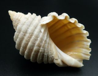 Murex Dicathais Orbita F,  /f,  59.  9 Mm Sydney Australia Seashell