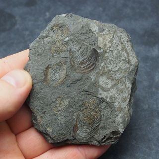 Inoceramus Dubius Bivalve Mineral Fossil Fossilien Germany