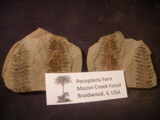 Mazon Creek Fossils Double Pecopteris Fern Morris Illinois Complete