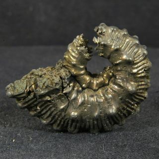 1.  4in (3.  5cm) Incredible Shine Pyrite Ammonite Kosmoceras Callovian Fossil Russia