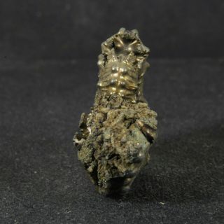 1.  4in (3.  5cm) incredible shine pyrite Ammonite Kosmoceras Callovian fossil Russia 3