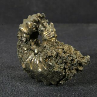 1.  4in (3.  5cm) incredible shine pyrite Ammonite Kosmoceras Callovian fossil Russia 4