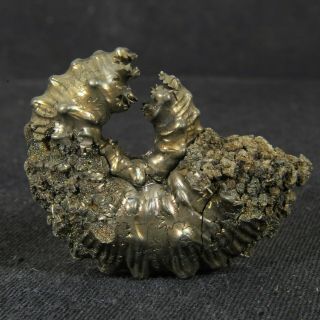 1.  4in (3.  5cm) incredible shine pyrite Ammonite Kosmoceras Callovian fossil Russia 5
