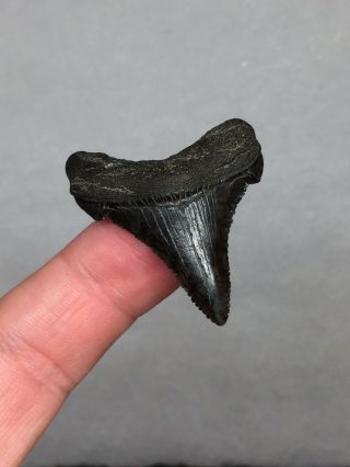 Fossil Angustidens Megalodon Shark Tooth Sharks Teeth Gem Jaws Bone 2
