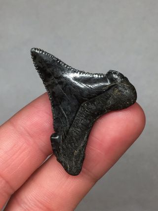 Fossil Angustidens Megalodon Shark Tooth Sharks Teeth Gem Jaws Bone 3