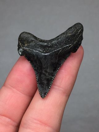 Fossil Angustidens Megalodon Shark Tooth Sharks Teeth Gem Jaws Bone 4