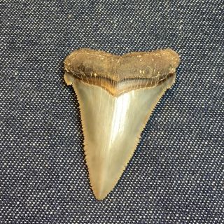 1.  9375” Angustidens Shark Tooth From Sc (pre - Megalodon Shark Tooth)