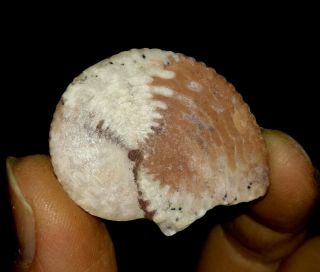 Ammonite Fossil,  Propinacoceratidae From Timor,  30mm