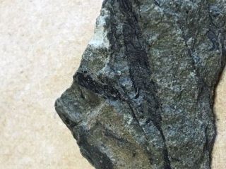 GEOLOGICAL ENTERPRISES Devonian Fossil land plant Sawdonia ornata Canada 2