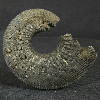 2.  0in (5.  2cm) Pyritized Ammonite Kosmoceras Jurassic Callovian Russian Fossil