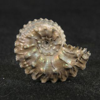 0.  8in (2.  1cm) Nacre Pyrite Ammonite Kosmoceras Jurassic Callovian Russian Fossils