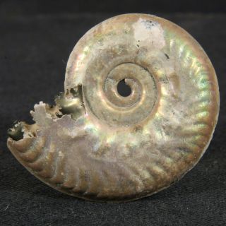 1.  3in (3.  2cm) Nacre Pyritized Ammonite Lunuloceras Michailowense Russian Fossil