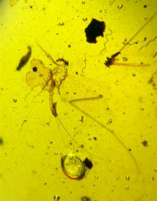 long tail mayfly&beetle&fly Burmite Myanmar Amber insect fossil dinosaur age 2
