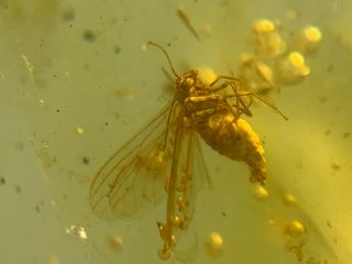 Neuroptera Coniopterygidae Fly Burmite Myanmar Amber Insect Fossil Dinosaur Age