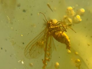Neuroptera Coniopterygidae fly Burmite Myanmar Amber insect fossil dinosaur age 2