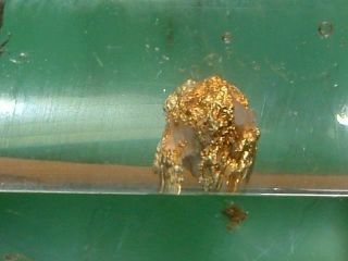 California Gold Quartz Specimen Natural Gold Nugget.  26 Gram Gold In Quartz