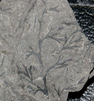 Heterangium Adiantoides,  Rare Carboniferous Fossil Plant