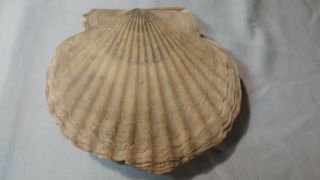 Most Unusual Giant Scallop Fossil Shell From Florida - Carolinapecten Eboreus
