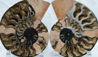 Rare 1 - N - 100 Black Ammonite Cut Pair Deep Crystals Xxl 6.  4 " 162mm 7762xx