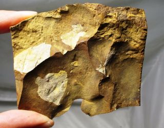 Paleocene Fossil Leaf - Fort Union Fm,  Morton County,  North Dakota Plant