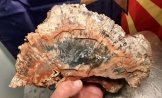 Reilly’s Rocks: Outstanding Saint Johns Arizona Petrified Wood,  8.  25 Lb