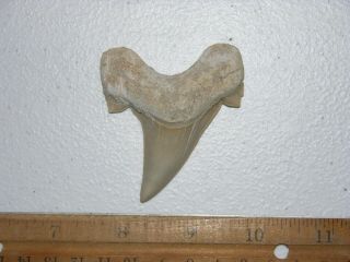 Shark Tooth Fossil Real Otodus Obliquus 50 Million Years Old 2.  5 Inch J73