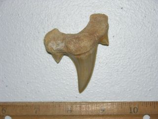 Shark Tooth Fossil Real Otodus Obliquus 50 Million Years Old 2.  5 Inch K11