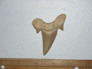 Shark Tooth Fossil Real Otodus Obliquus 50 Million Years Old 2.  5 Inch K15