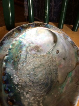 Very Rare Large Red Pink Abalone shell beach Decor 5