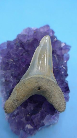 A Stunning Rare Fossil Isurus Retroflexus Mako (megalodon Shark Era) Shark Tooth